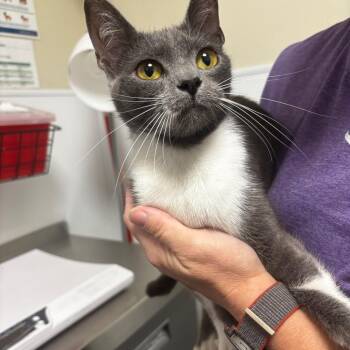 Butters -  Domestic Short Hair Cat for Adoption in Tulsa, Oklahoma - Butters | PetCurious