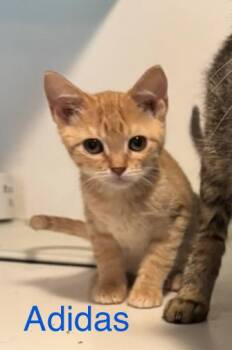 Rescue Domestic Short Hair Cats for Adoption in Breese, Illinois - Rebel | PetCurious