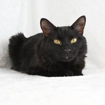 Rascal -  Domestic Long Hair Cat for Adoption in Mobile, Alabama - Rascal | PetCurious