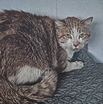 Rescue Domestic Short Hair Cats for Adoption in Fort Madison, Iowa - Ozzy | PetCurious