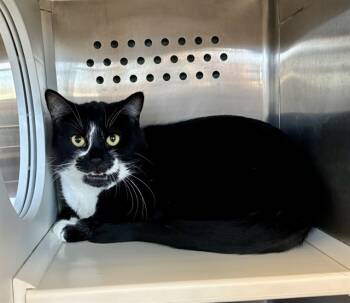 Rescue Domestic Short Hair Cats for Adoption in Kalamazoo, Michigan - MC QUEEN | PetCurious