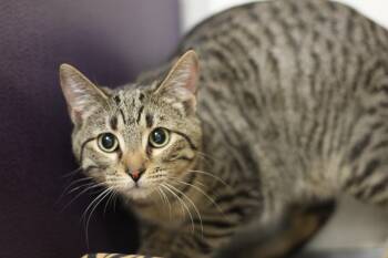 Domestic Short Hair Cats Available for Adoption - Lotus | PetCurious