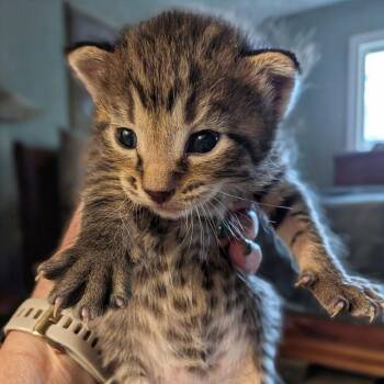 Hoho -  Domestic Short Hair Cat for Adoption in Middleton, Wisconsin - Hoho | PetCurious