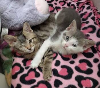 Spidey -  Domestic Short Hair Cat for Adoption in Quakertown, Pennsylvania - Spidey | PetCurious