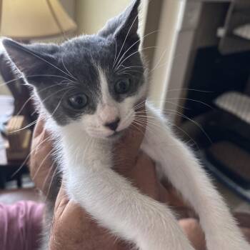 Grayson -  Domestic Short Hair Cat for Adoption in Missouri City, Texas - Grayson | PetCurious