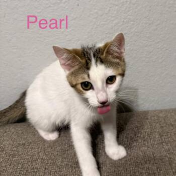 Pearl -  Domestic Short Hair Cat for Adoption in Carmel, Indiana - Pearl | PetCurious