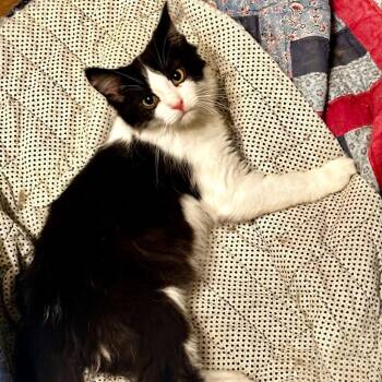 Jonathan -  Domestic Long Hair Cat for Adoption in Indianapolis, Indiana - Jonathan | PetCurious