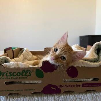 Simon -  Domestic Medium Hair Cat for Adoption in Las Vegas, Nevada - Simon | PetCurious