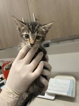 SQUID -  Domestic Short Hair Cat for Adoption in Baytown, Texas - SQUID | PetCurious