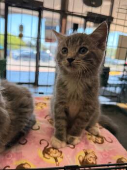 Domestic Medium Hair Cats Available for Adoption in Town 