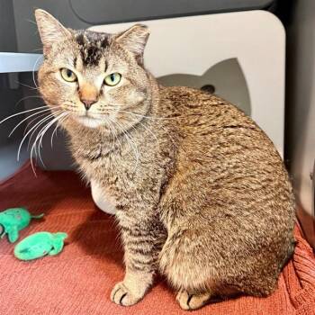 Domestic Short Hair Cats Available for Adoption in Leesburg, Virginia - MEATBALL | PetCurious