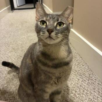 Scarlett -  Domestic Short Hair Cat for Adoption in Houston, Texas - Scarlett | PetCurious