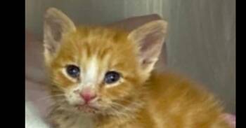 Sunkist -  Domestic Medium Hair Cat for Adoption in Poplar Grove, Illinois - Sunkist | PetCurious