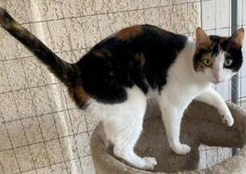 Rescue Calico Cats for Adoption in San Jacinto, California - Milagra | PetCurious
