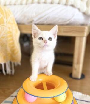 Candy -  Domestic Short Hair Cat for Adoption in Honolulu, Hawaii - Candy | PetCurious
