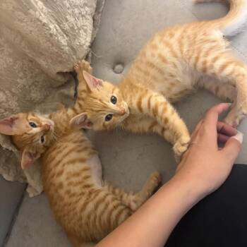 Saltine -  Domestic Short Hair Cat for Adoption in Lakewood, California - Saltine | PetCurious