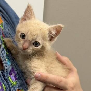 Noah -  Domestic Short Hair Cat for Adoption in Midland, Texas - Noah | PetCurious