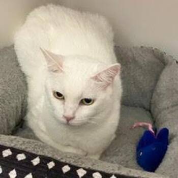 Tofu--Beautiful Senior Lady Comes with Vet Care Support for Life -  Domestic Short Hair Cat for Adoption in Green Valley, Arizona - Tofu--Beautiful Senior Lady Comes With Vet Care Support For Life | PetCurious