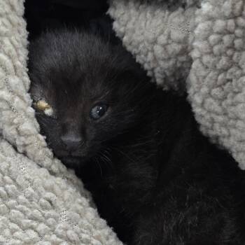 Rescue Domestic Short Hair Cats for Adoption in Newark, New Jersey - Emo | PetCurious