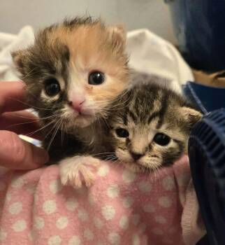 Wally -  Domestic Short Hair Cat for Adoption in Salinas, California - Wally | PetCurious