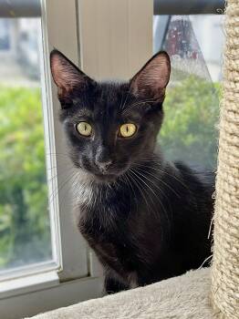 Elijah -  Domestic Short Hair Cat for Adoption in Apex, North Carolina - Elijah | PetCurious