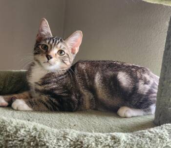 Arnie -  Domestic Short Hair Cat for Adoption in Millcreek, Utah - Arnie | PetCurious