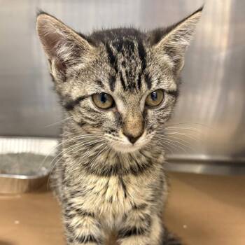 Stratton -  Domestic Short Hair Cat for Adoption in Greenville, South Carolina - Stratton | PetCurious