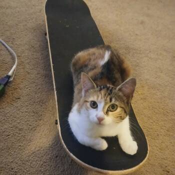 Rescue Domestic Short Hair Cats for Adoption in Lynchburg, Virginia - Baby Chimi | PetCurious