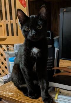 Silver Shadow -  Domestic Short Hair Cat for Adoption in Arthur, Ontario - Silver Shadow | PetCurious
