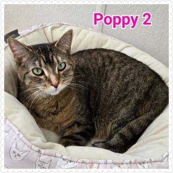 Rescue Domestic Short Hair Cats for Adoption in North Saint Paul, Minnesota - Poppy (2) | PetCurious