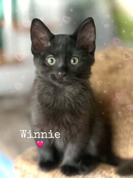 Winnie -  Domestic Medium Hair and Maine Coon Cat for Adoption in Dansville, New York - Winnie | PetCurious