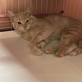 Remi -  Domestic Short Hair Cat for Adoption in Priest River, Idaho - Remi | PetCurious