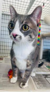 Domestic Short Hair Cats Available for Adoption in Green River, Wyoming - Molly | PetCurious