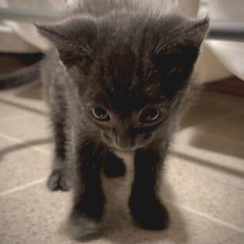 Slate -  Domestic Short Hair Cat for Adoption in Bentonville, Arkansas - Slate | PetCurious