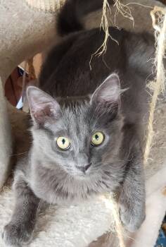 Rescue Domestic Medium Hair Cats for Adoption in Villa Park, California - Lyonesse | PetCurious