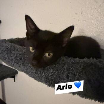 Arlo -  Domestic Short Hair Cat for Adoption in Port Richey, Florida - Arlo | PetCurious