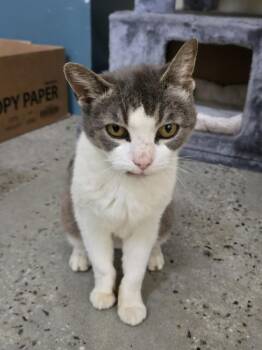 Plum -  Domestic Short Hair Cat for Adoption in New Rochelle, New York - Plum | PetCurious