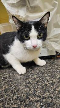 Layla Ann -  Domestic Short Hair Cat for Adoption in Crossville, Tennessee - Layla Ann | PetCurious