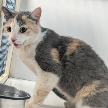 Poptart -  Domestic Short Hair Cat for Adoption in TIMBERCRK CYN, Texas - Poptart | PetCurious