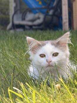 Dolly P -  Domestic Medium Hair Cat for Adoption in Mears, Michigan - Dolly P | PetCurious