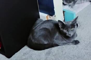 Data -  Domestic Medium Hair Cat for Adoption in Lorain, Ohio - Data | PetCurious