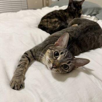 Lexi -  Domestic Short Hair Cat for Adoption in Tampa, Florida - Lexi | PetCurious