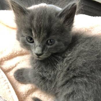 Wendy -  Domestic Short Hair Cat for Adoption in Oak Park, Illinois - Wendy | PetCurious