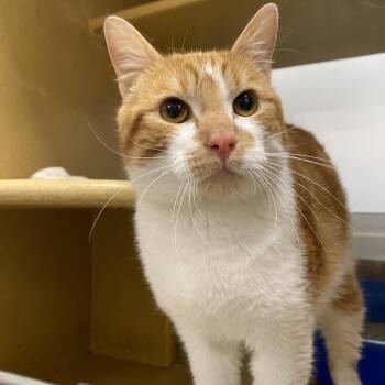 Domestic Short Hair Cats Available for Adoption in Spokane, Washington - Reggie | PetCurious