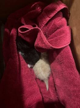 Noodles A -  Domestic Short Hair Cat for Adoption in Alafaya, Florida - Noodles A | PetCurious