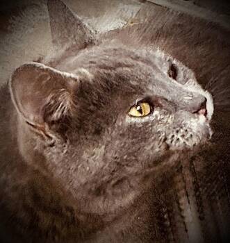 Domestic Short Hair Cats Available for Adoption - Raney | PetCurious