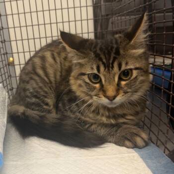 Dos -  Domestic Medium Hair Cat for Adoption in Midland, Texas - Dos | PetCurious