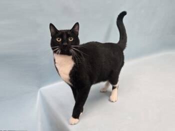 Tux -  Domestic Short Hair Cat for Adoption in Minneapolis, Minnesota - Tux | PetCurious