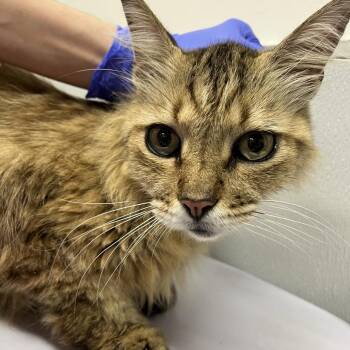 Agapito -  Maine Coon Cat for Adoption in Tampa, Florida - Agapito | PetCurious