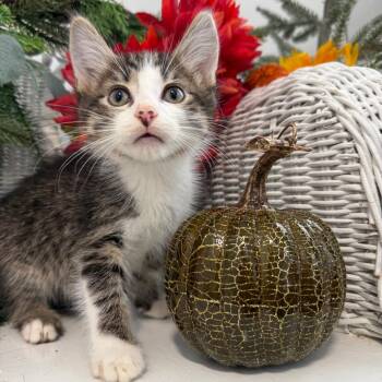 Darnell Driz 56639 -  Domestic Short Hair Cat for Adoption in Eaton Rapids, Michigan - Darnell Driz 56639 | PetCurious
